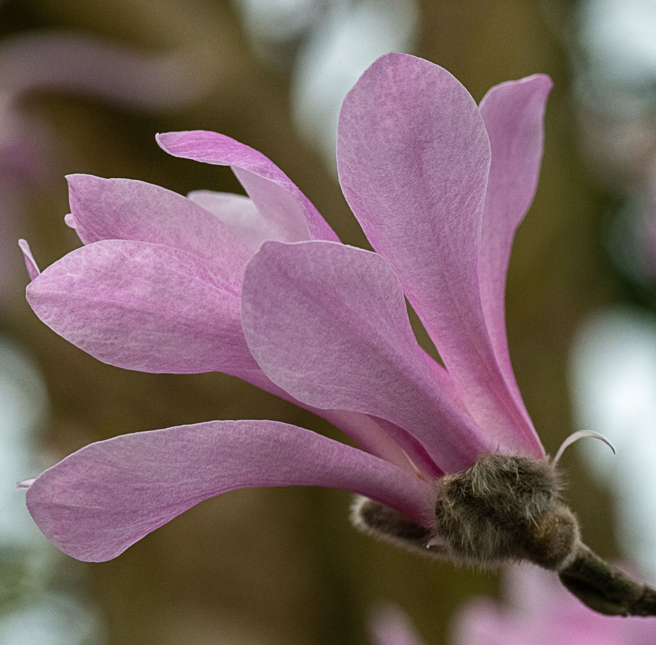M. x loebneri 'Leonard Messel' AGM